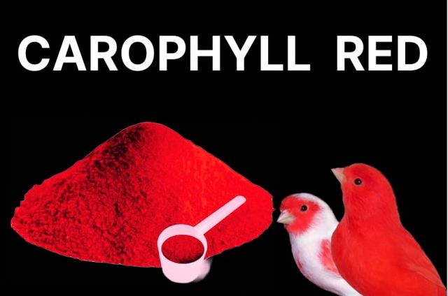 HAPPY PETS CAROFHILL RED 100GR