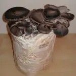 SETAS CARDO BOLSA SUSTRATO-CEPA