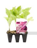 BERENJENA LISTADA PACK 6