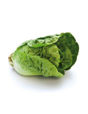 LECHUGA COGOLLO PACK 12