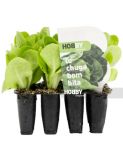 LECHUGA COGOLLO PACK 12