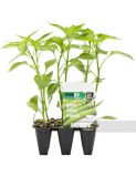 PIMIENTO PICANTE F1 PACK 6
