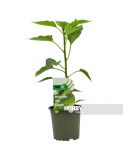 PIMIENTO ITALIANO F1 PACK 12