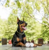 M-PETS BLOOM BALL-BALNCA/NEGRA