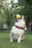 M-PETS BLOOM BALL-AMARILLA/GRIS