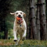 M-PETS BLOOM BALL-NARANJA/AZUL