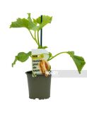 MELON PIEL DESAPO F1 PACK 6