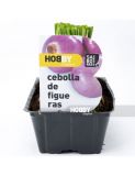 CEBOLLA FIGUERAS PACK 50