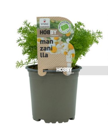MANZANILLA PACK 1 ECO