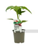 PIMIENTO PICANTE CHERRY HOT PACK 1