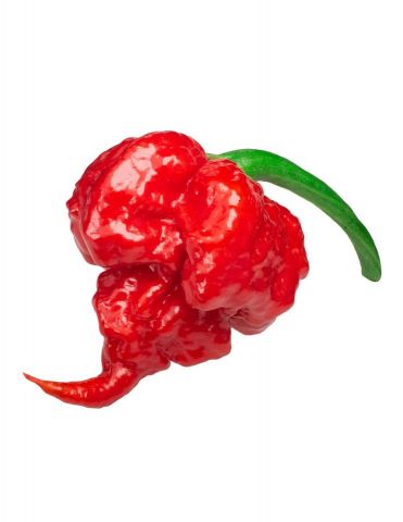 PIMIENTO PICANTE CAROLINA REAPER PACK 1