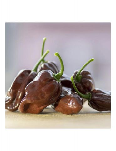 PIMIENTO PICANTE HABANERO CHOCOLATE PACK 1