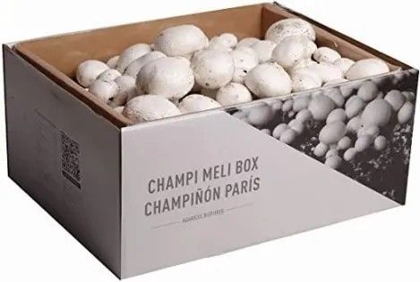 KIT AUTOCULTIVO CHAMPIÑON PARIS
