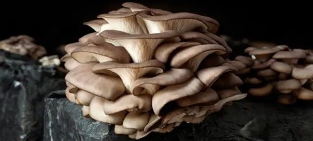 SETAS BOLSA PLEUROTUS OSTREATUS