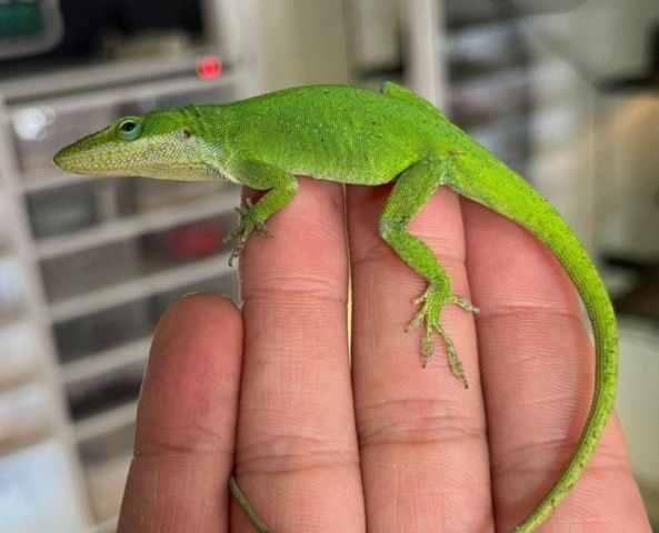 Anolis carolinensis