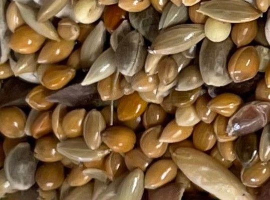 PLUMALIS AGAPORNIS Y COTORRAS SUPREMA S/P 5kg