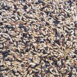 CANTO ALEGRE MIXTURA JILGUEROS 4KG