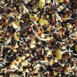 CANTO ALEGRE SEMILLA DE GERMINAR 20 kg