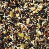 CANTO ALEGRE SEMILLA DE GERMINAR SIN DORÉ 20 kg