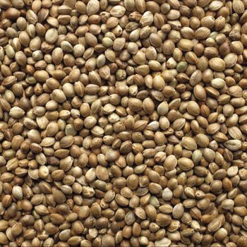 CANTO ALEGRE CAÑAMO 1kG