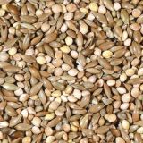 CANTO ALEGRE PERIQUITOS INGLESES PROFESIONAL  20kg