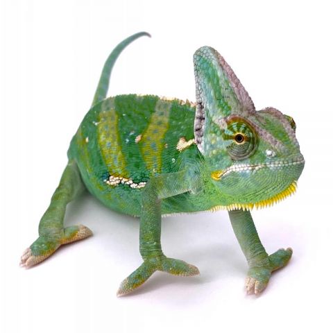 CAMALEON CALYPTRATUS 