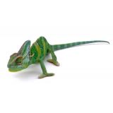 CAMALEON CALYPTRATUS 