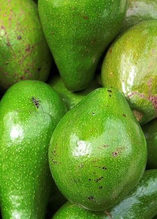 AGUACATE BACON ( liso )