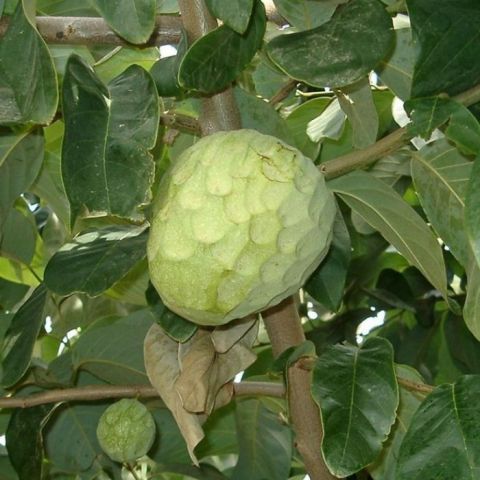 CHIRIMOYO