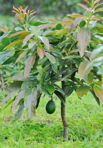 AGUACATE HASS