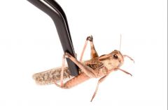 GIGANTERRA PINZA RECTA 14 CM 