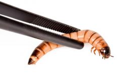 GIGANTERRA PINZA RECTA 20 CM 