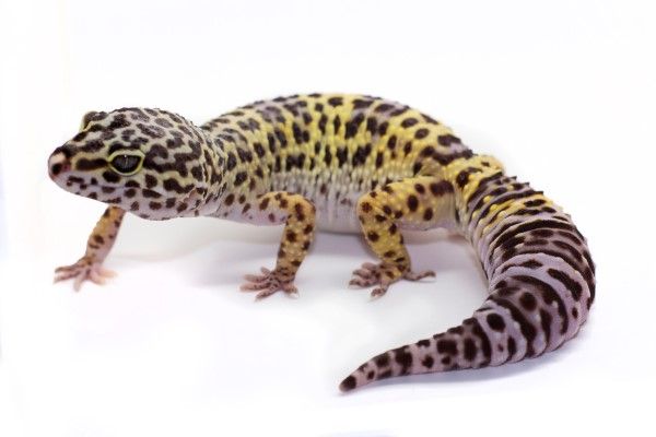 GECKO LEOPARDO  (colores surtidos)