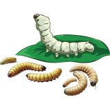 ALIMENTO REPTIL GUSANO DE SEDA PASTE 80g