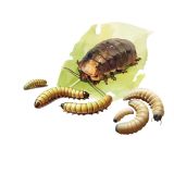 ALIMENTO REPTIL DUBIA PASTE 80g