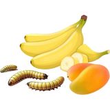 ALIMENTO REPTIL BANANA PASTE 80g