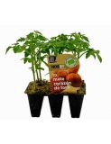 TOMATE CORAZON DE TORO PACK   6 unid ECOLOGICO.