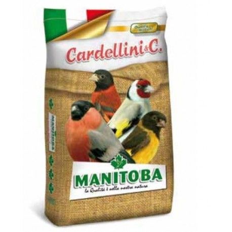 Cardellino Major MANITOBA (Jilgueros mayor) 