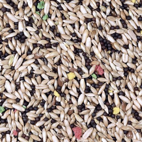 MQH CANARIOS CON AVENA  1kg