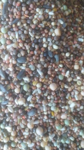Mezcla de palomos Nº 1 – 25 Kg.