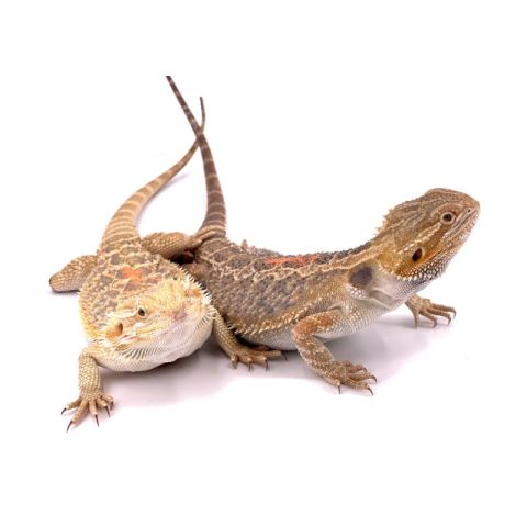 POGONA VITTICEPS CON DESPERFECTOS COLA /DEDOS