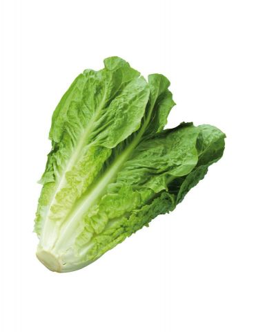 LECHUGA ROMANA PACK 12