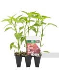 PIMIENTO ÑORA PACK 6