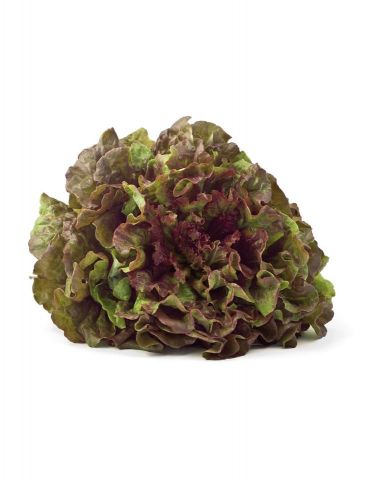 LECHUGA MARAVILLA DE VERANO