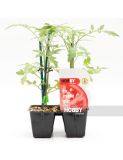 TOMATE GORDO ENCAÑAR PACK 12