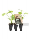 CALABACIN VERDE PACK 1 ECO