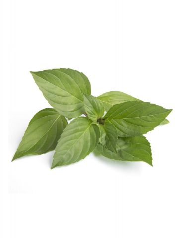 ALBAHACA LIMON PACK 1 ECO