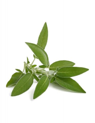 SALVIA PACK 1 ECO 