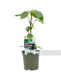 PIMIENTO PICANTE NEGRO PACK 1