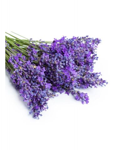 LAVANDA PACK 1 ECO